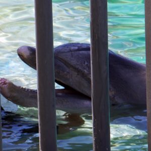 Sea Life Park Hawaii