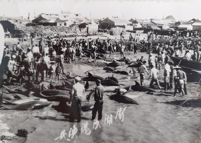 1950s photo of dolphin drive at Shagang Village, Penghu Island, Taiwan