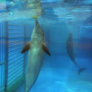 dolphins from taiji
