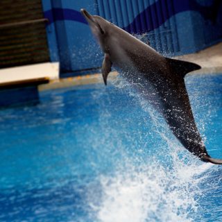 Spinning indo-pacific bottlenose, Tursiops aduncus, ocean park hong kong