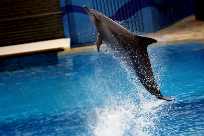 Spinning indo-pacific bottlenose, Tursiops aduncus, ocean park hong kong