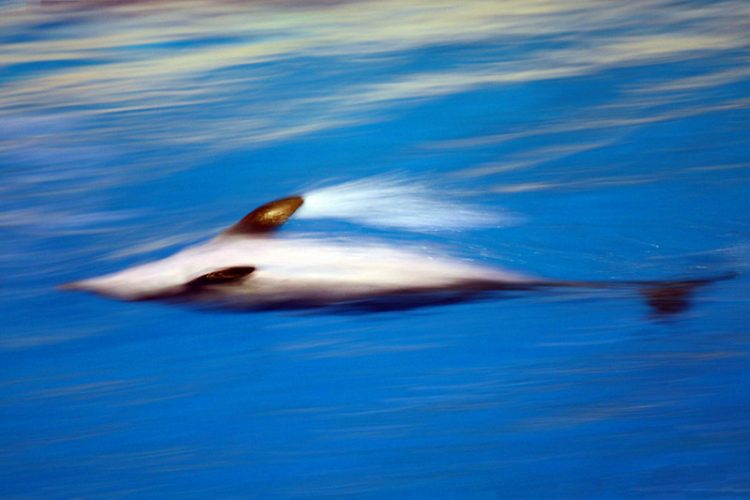 speed swim, dolphin, Ocean Park Hong Kong