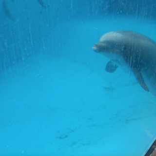 Beachie hovering near the bottom of his tank, Dolfinarium Harderwijk