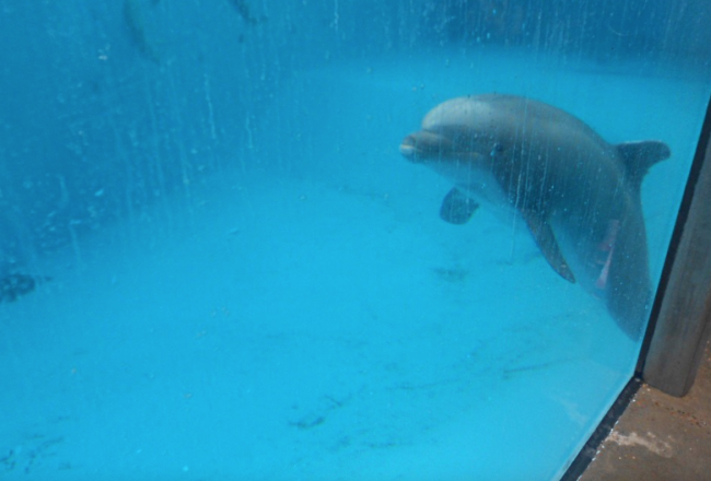 Beachie hovering near the bottom of his tank, Dolfinarium Harderwijk