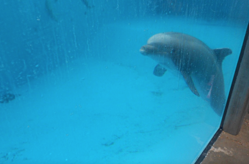 Beachie hovering near the bottom of his tank, Dolfinarium Harderwijk