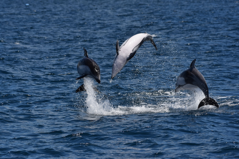 Wild Pacific white-sided dolphins Wild Pacific white-sided dolphins jump and frolic