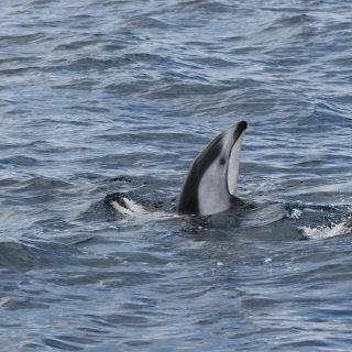 Wild Pacific white-sided dolphins swim and play