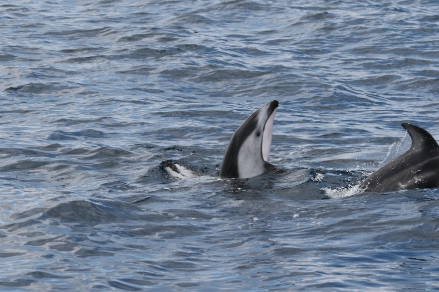 Wild Pacific white-sided dolphins swim and play