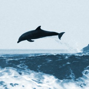 Wild Dolphins Leaping over a Wave Header image