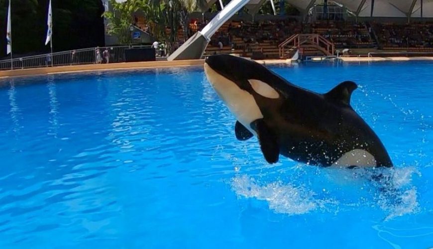 Ula, Loro Parque, Spain
