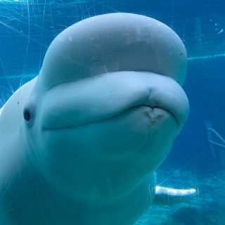 Juno the Beluga Whale at Mystic Aquarium. Credit: Licensed under the Creative Commons Attribution-Share Alike 4.0 International, Author: David Shankbone