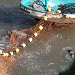 Dolphin Drive Hunts, Taiji, Japan