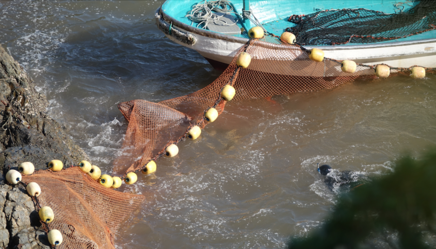 Dolphin Drive Hunts, Taiji, Japan