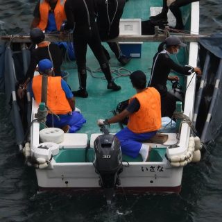 Dolphins are taken away in slings, for a “life” of captivity, Taiji, Japan