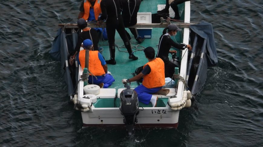 Dolphins are taken away in slings, for a “life” of captivity, Taiji, Japan