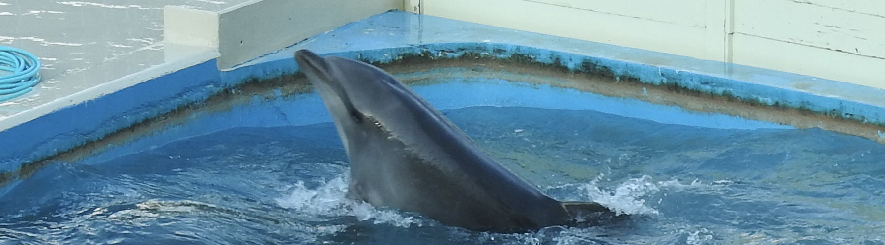 dolphin in captivity