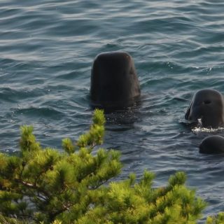Pilot whales after being driven into the Cove, Taiji, Japan