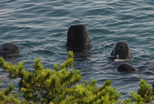 Pilot whales after being driven into the Cove, Taiji, Japan