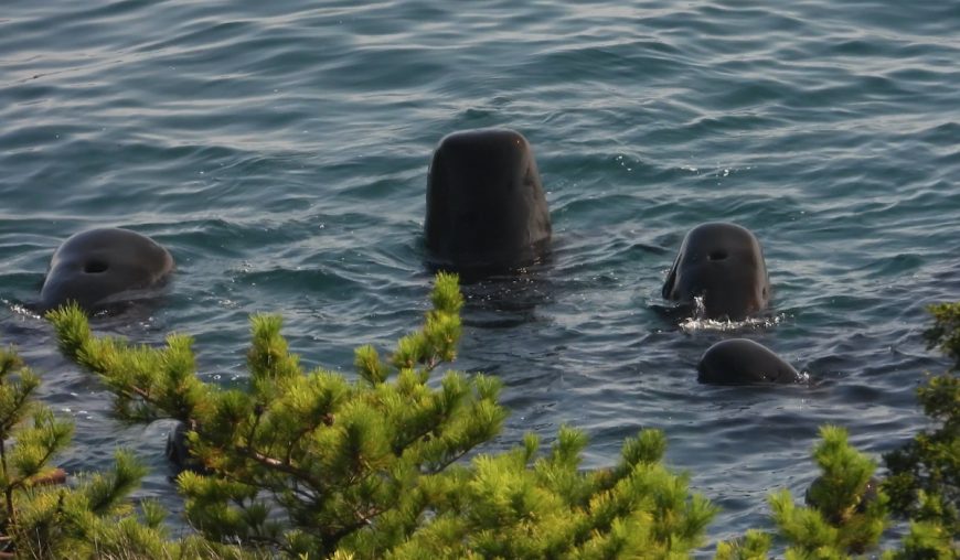 Pilot whales after being driven into the Cove, Taiji, Japan