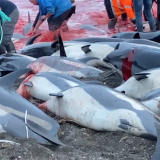 Faroese dolphin slaughter