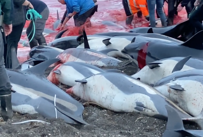 Faroese dolphin slaughter