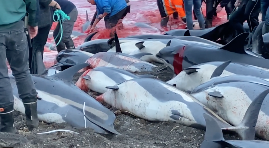 Faroese dolphin slaughter