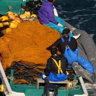 Hidden underneath tarps, Risso’s calves are taken out of the Cove and dumped alive at sea -- alone.