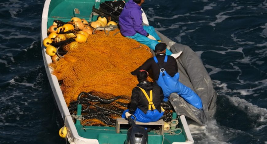 Hidden underneath tarps, Risso’s calves are taken out of the Cove and dumped alive at sea -- alone.