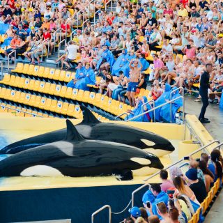 Kohana (in the front) and Skyla beach themselves during the loud orca show at Loro Parque in Tenerife, Spain. Born in February 2004 to captive-born Kalina and wild-caught Tilikum, Skyla was a two-year-old calf when SeaWorld separated her from her mother and shipped her off to Spain. Kohana, who was also fathered by Tilikum, was three and a half years old at the time. Both Kohana and Skyla grew up without the guidance of their mothers from a very young age and have been performing in shows at Loro Parque's concrete orca stadium for about fifteen years.