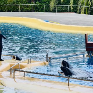 The orcas at Loro Parque will spend their entire lives surrounded by concrete walls and impenetrable iron gates. They have no real choices in life and depend completely on their human keepers for food and attention.