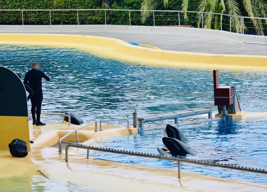 The orcas at Loro Parque will spend their entire lives surrounded by concrete walls and impenetrable iron gates. They have no real choices in life and depend completely on their human keepers for food and attention.