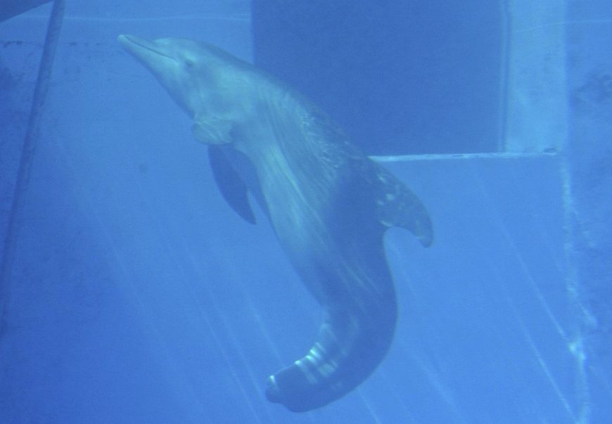 Winter the dolphin, Clearwater Aquarium