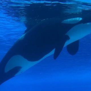 Kiska, Marineland, Niagara Falls