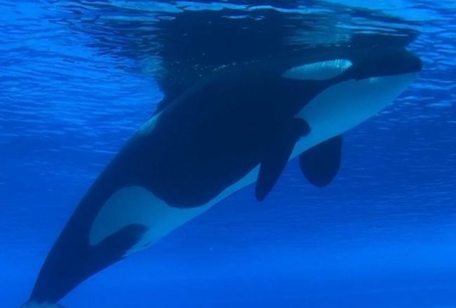 Kiska, Marineland, Niagara Falls