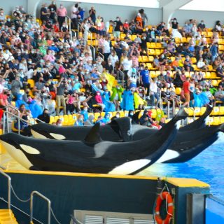 During shows at Loro Parque, orcas are repeatedly given the command to strand themselves on a concrete slide-out, something they obviously would never do in nature.