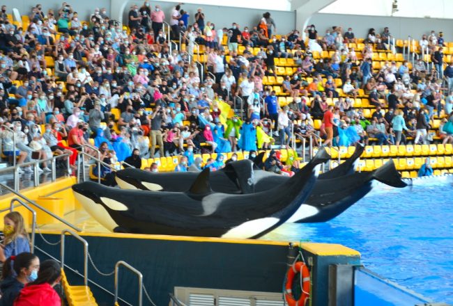 During shows at Loro Parque, orcas are repeatedly given the command to strand themselves on a concrete slide-out, something they obviously would never do in nature.