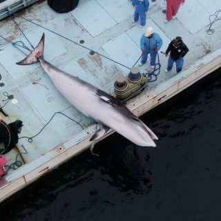Minke whale drowns in set nets, Taiji, Japan