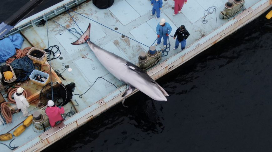 Minke whale drowns in set nets, Taiji, Japan