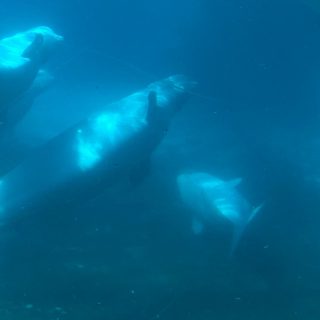 Captive beluga whales at Marineland, Canada