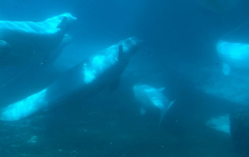 Captive beluga whales at Marineland, Canada
