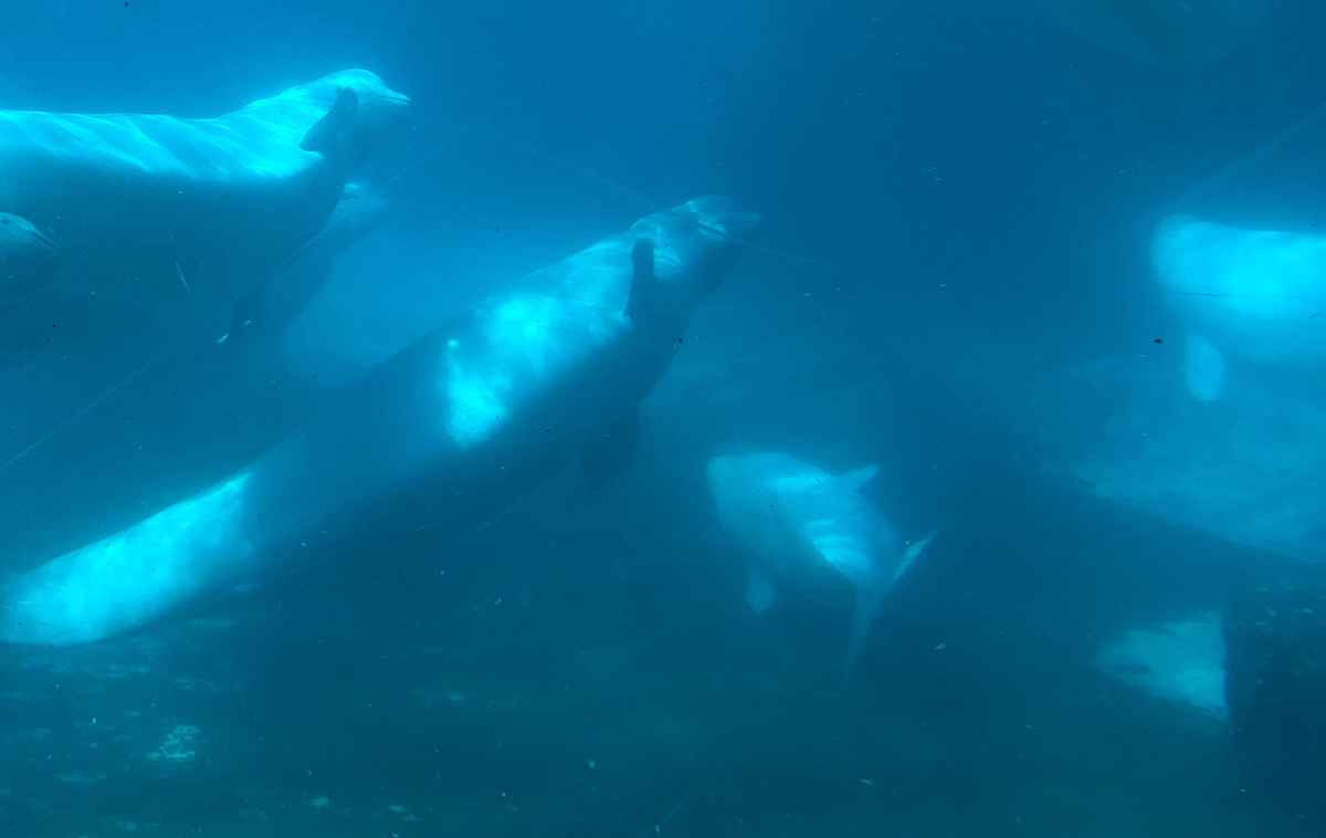 Captive beluga whales at Marineland, Canada