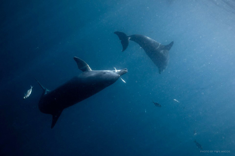 underwater image of live fish feedings for ex-performing dolphins
