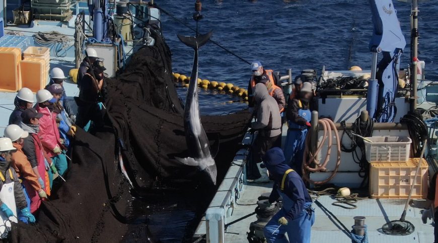 Untold Suffering of Taiji’s Risso’s Dolphins