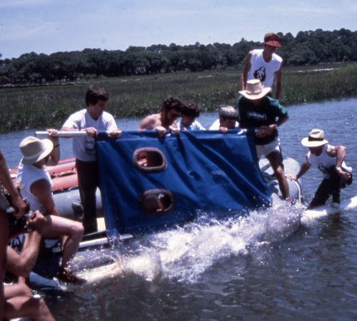 dolphin release - Joe and Rosie Joe and Rosie release