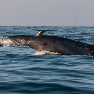 False killer whales swim wild and free!