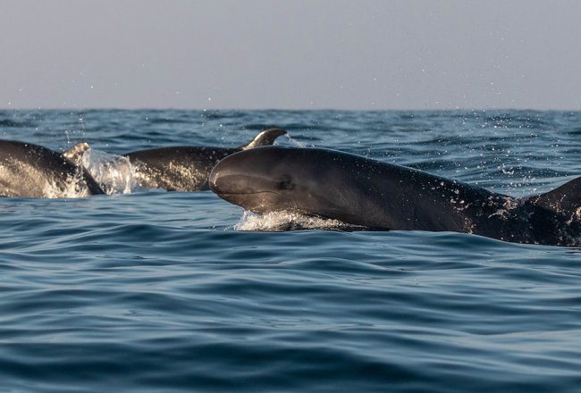 False killer whales swim wild and free!