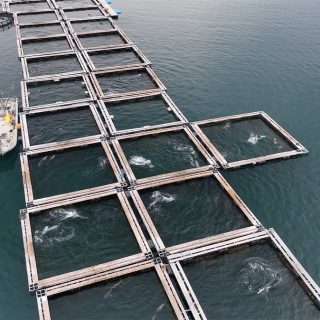 Taiji has amassed one of the largest collections of captive dolphins in the world