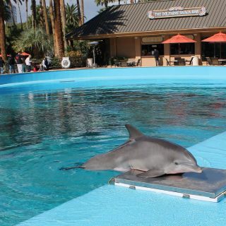 Captive dolphin at The Mirage hotel, Las Vegas