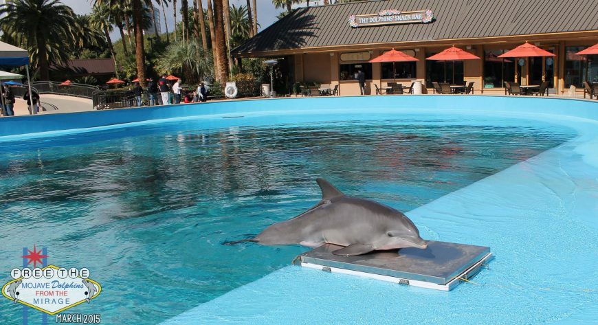 Captive dolphin at The Mirage hotel, Las Vegas