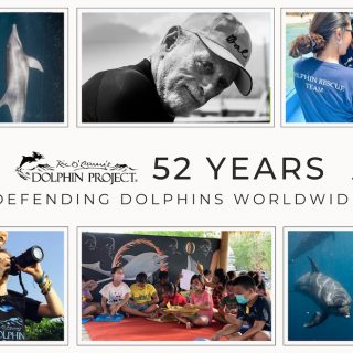 Dolphin Project: 52 Years Defending Dolphins Worldwide